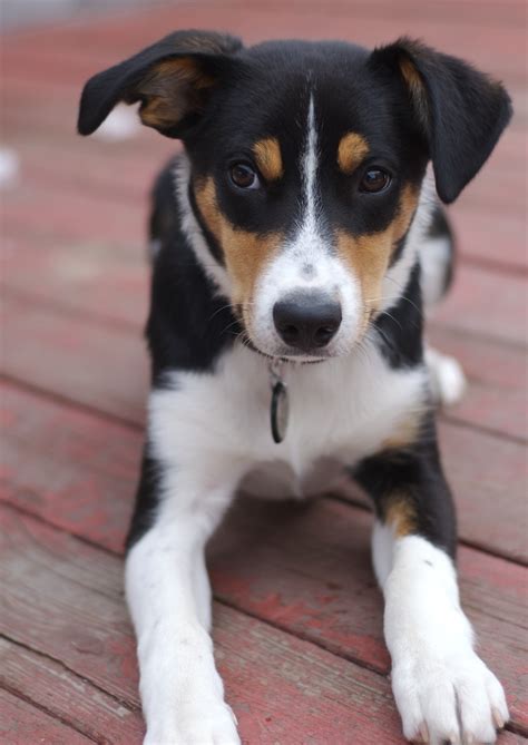 smooth coat border collie pictures.